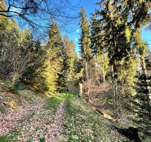 Balade forestière au lac de Freydières - Revel - 2