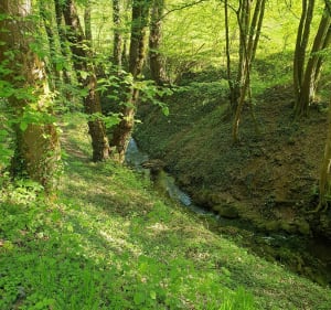 Le chemin aux noisetiers - CHRISTOPHE - 4