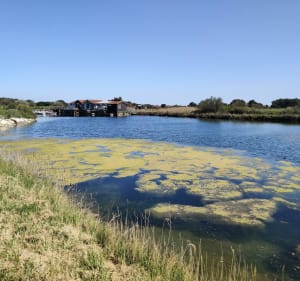En pleine nature, mener la vie de Château-d'Oléron - Saint-Trojan-les-Bains - 2