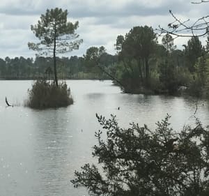 Tour du Lac du Bousquey - Hostens - 3