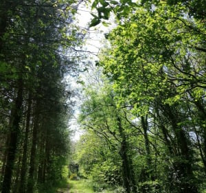 Promenade le long de La Lière - Sainte-Flaive-des-Loups - 2