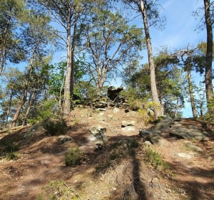 Points de vue et petite mare en forêt de Fontainebleau. - Fontainebleau - 2