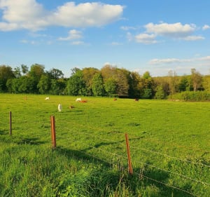 Eco rando au bord des champs à Montigny sur Chiers - Montigny-sur-Chiers - 2