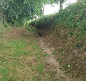 Balade en campagne à Coindé-Sur-Noireau - Amelie - 3