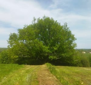 Balade dans Sanxay - Sanxay - 2