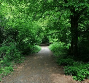 Randonnée dans la forêt de Canteleu - Canteleu - 2