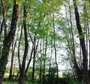 Boucle de la Renardière - Aubigny-Les Clouzeaux - 2