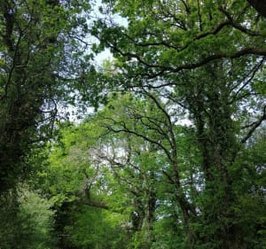 Petite Boucle en campagne - Aubigny-Les Clouzeaux - 2