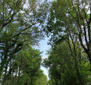 Boucle du Petit Bois - Aubigny-Les Clouzeaux - 2