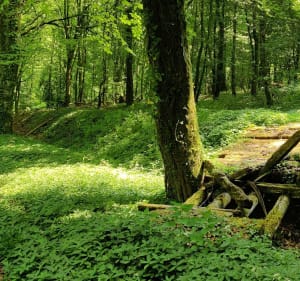 Sentier du loup de Sommeval - Sommeval - 2