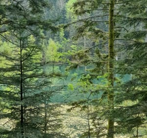 Petit tour du lac de la Maix à Vexaincourt - Vexaincourt - 2