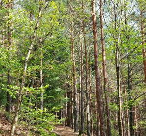 Drie aren tarwe Pfaffenrod Rock Hunabuhl Louise Trail - Trois-Épis,Turckheim - 2
