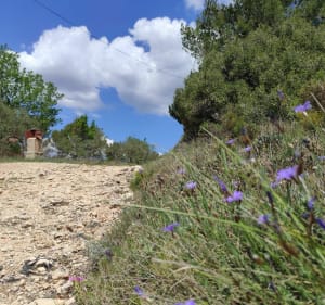 Entre vignes et oliviers depuis Saint-Cannat - Saint-Cannat - 4