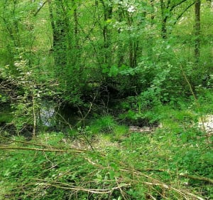 Grande boucle du bois de Guénange - Guénange - 2