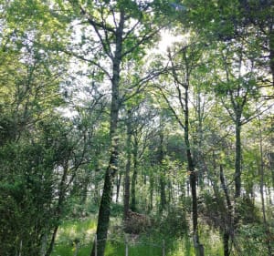 Boucle des Hirondelles - Sainte-Flaive-des-Loups - 2