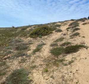 Forêt et dunes à Longeville-sur-Mer. - Longeville-sur-Mer - 2