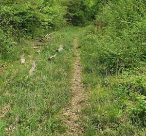 Bois Villers-la-montagne - Melanie - 2