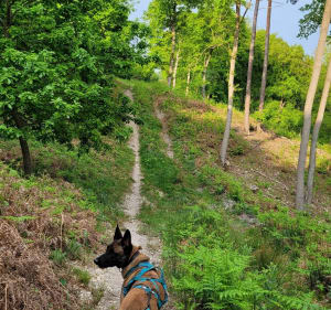 Wandelen in het Londe-Rouvray State Forest - Mathilde - 3