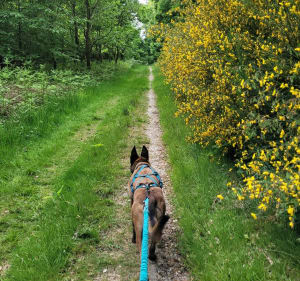 Wandelen in het Londe-Rouvray State Forest - Grand-Couronne - 2