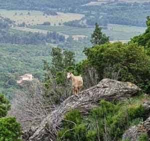 Balade au Mont Oppido - Chiatra - 2