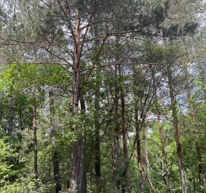 Excursie naar het Salavas-bos - Salavas - 2