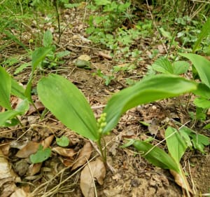 A la recherche de muguet dans les bois de VLM - Villers-la-Montagne - 2