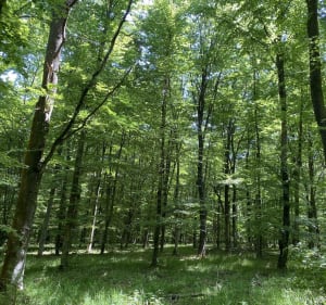 Virée en forêt et visite aux carpistes de l'étang de la Tour à Rambouillet - Rambouillet - 2
