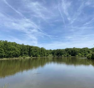 Virée en forêt et visite aux carpistes de l'étang de la Tour à Rambouillet - 3