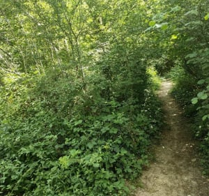 Tegeval entre ville et bois - Sucy-en-Brie - 2