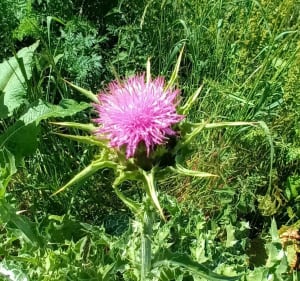 Cueillette d'ail des ours dans le bois de Baron - Verson - 2