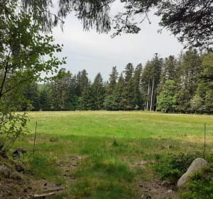 Randonnée forestière dans le Haut de Menaumont - Granges-Aumontzey - 2