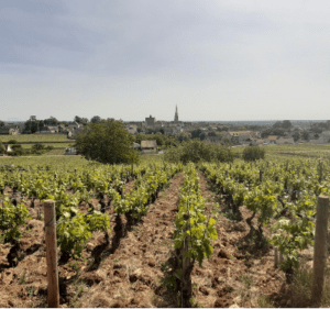 Boucle intrigante à VTT de Meursault à Puligny-Montrachet - Huttopia - 3