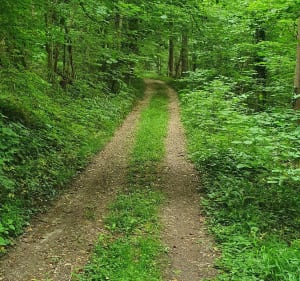 Serpenter entre bois et bords de Marne - ISABELLE - 4