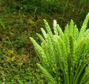 Serpenter entre bois et bords de Marne - Saâcy-sur-Marne - 2