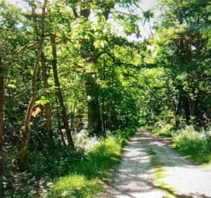 Boucle autour du camping Les Alicourts - Pierrefitte-sur-Sauldre - 2