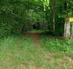 Petit aller retour dans la foret - Myriam - 3
