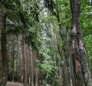 Les Cols de la Luère et de la Croix du Ban - Courzieu - 2