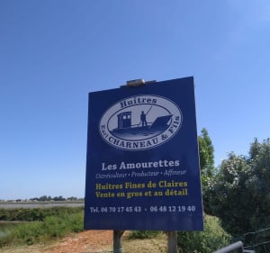 À la découverte de la presqu'île de la Faute-sur-Mer - La Faute-sur-Mer - 4