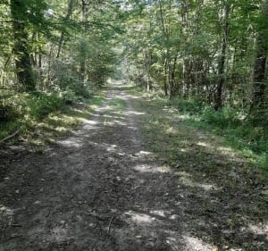 Randonnée Fontaines-en-Sologne avec des enfants en bas âges - Fontaines-en-Sologne - 2