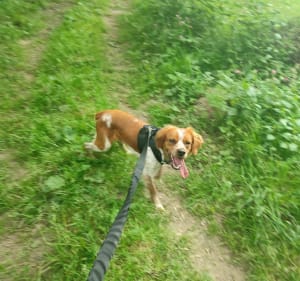 Petite rando avec sam - Souleuvre en Bocage - 2