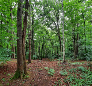 Charmes du Calvados et balade trépidante dans les bois - Huttopia - 4