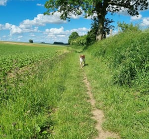 Petit sentier caché à Farfay et Burbure - Ferfay - 2