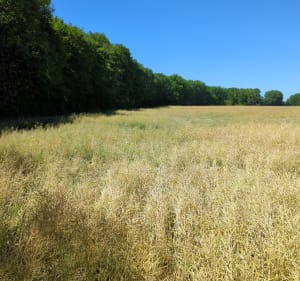 Le bonheur grandeur nature à Bracieux et à Tour-en-Sologne - Bracieux - 2