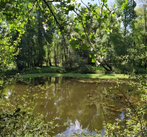 Balade sur le sentier des Castors via le pont de fer - Alexandre - 2