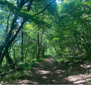 Bon plan à VTT au Mont-Mussy et au mont Mourex - Divonne-les-Bains - 4