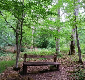 Sculptures en forêt - Paucourt - 2