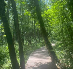 Tour du lac de Divonne et au marais des Bidonnes - Divonne-les-Bains - 2
