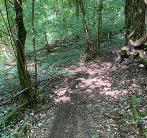Randonnée vtt sentier forestier - Écrouves - 2