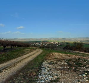 Parcours 31 dit du Bois des Châtaigniers - Coulanges-la-Vineuse - 2