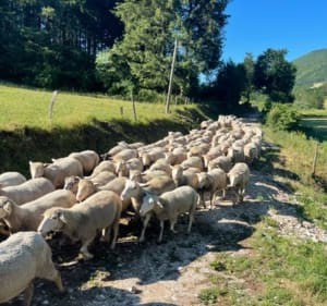 Le Tour des Claveyrons - La Chapelle-en-Vercors - 2